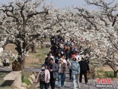 安徽砀山梨首次进入大洋洲市场