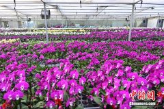 清明时节，这座古城鲜花生意爆了！