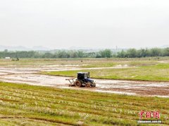广西宁明：早稻种植插秧忙